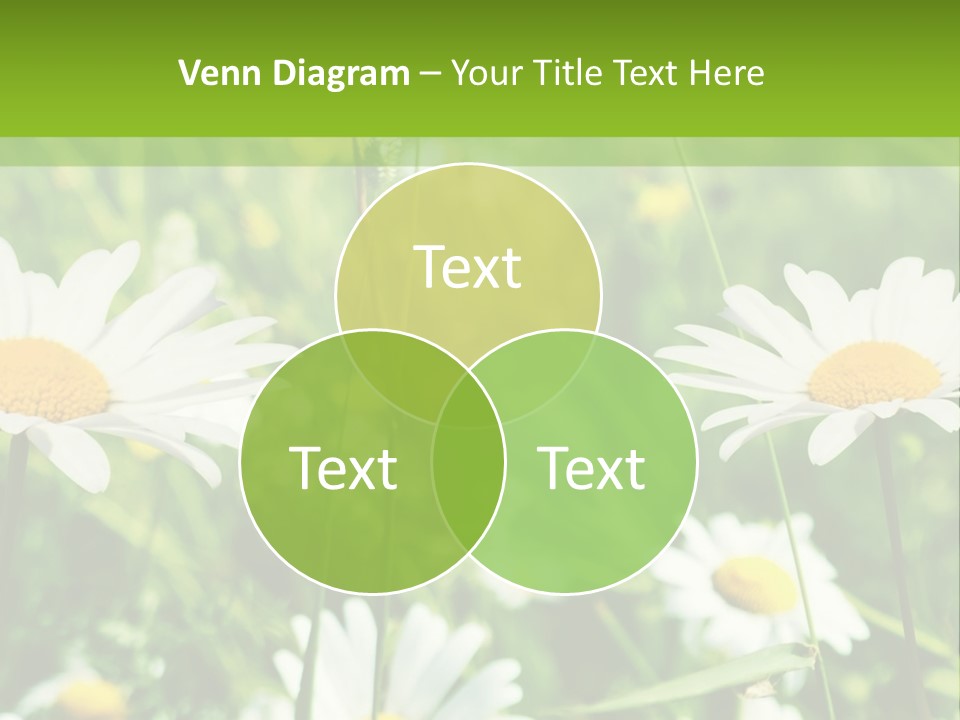 A Field Of Daisies Powerpoint Template PowerPoint Template