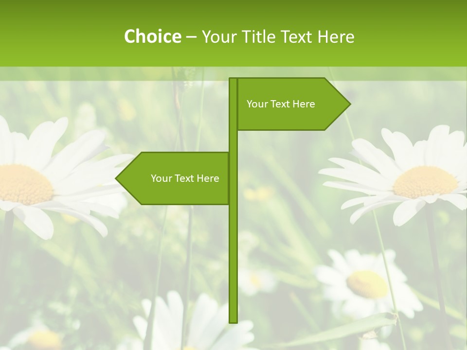 A Field Of Daisies Powerpoint Template PowerPoint Template