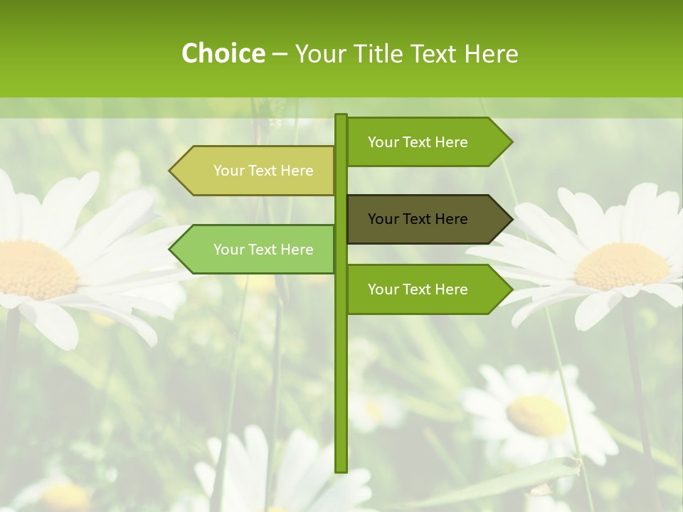 A Field Of Daisies Powerpoint Template PowerPoint Template