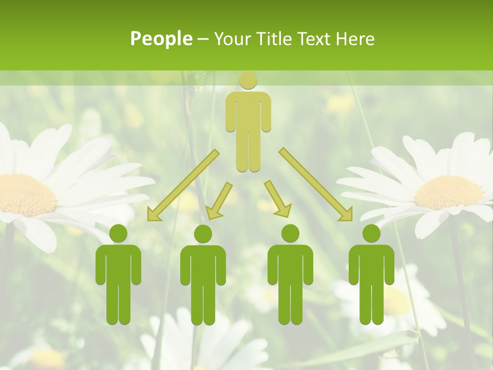 A Field Of Daisies Powerpoint Template PowerPoint Template