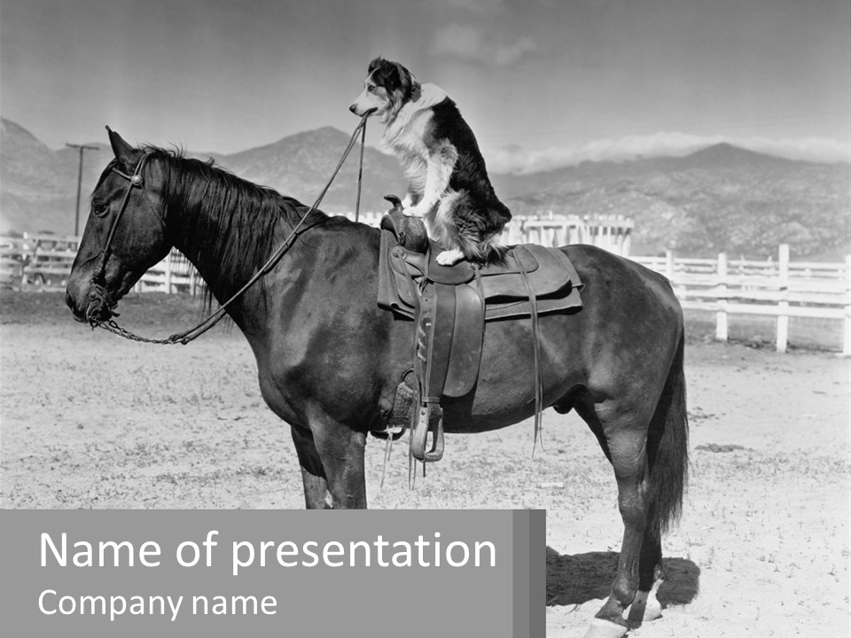 A Cat Sitting On The Back Of A Horse PowerPoint Template