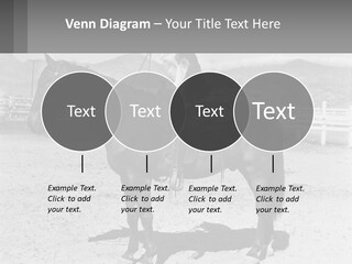 A Cat Sitting On The Back Of A Horse PowerPoint Template