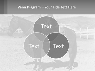 A Cat Sitting On The Back Of A Horse PowerPoint Template