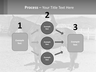 A Cat Sitting On The Back Of A Horse PowerPoint Template