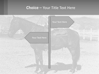 A Cat Sitting On The Back Of A Horse PowerPoint Template