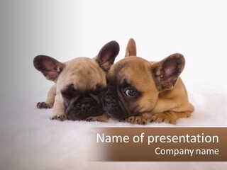 Two Puppies Are Laying Down On A White Carpet PowerPoint Template