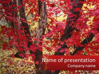 A Tree With Red Leaves In A Forest PowerPoint Template