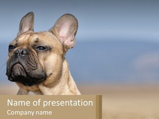 A Brown Dog Is Standing In A Field PowerPoint Template