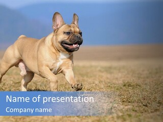 A Brown Dog Running Across A Field With A Blue Sign PowerPoint Template