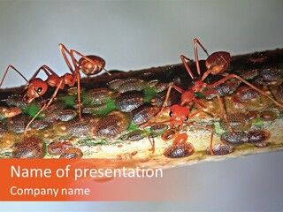 A Group Of Red Ants On A Piece Of Wood PowerPoint Template