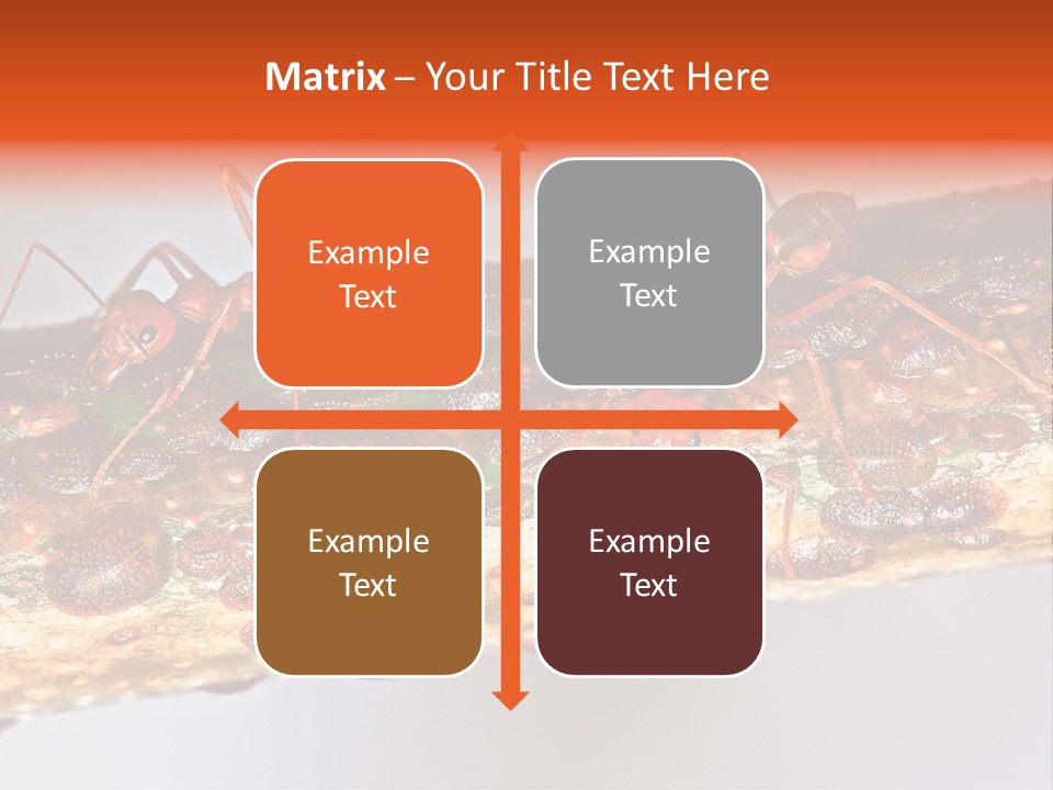 A Group Of Red Ants On A Piece Of Wood PowerPoint Template