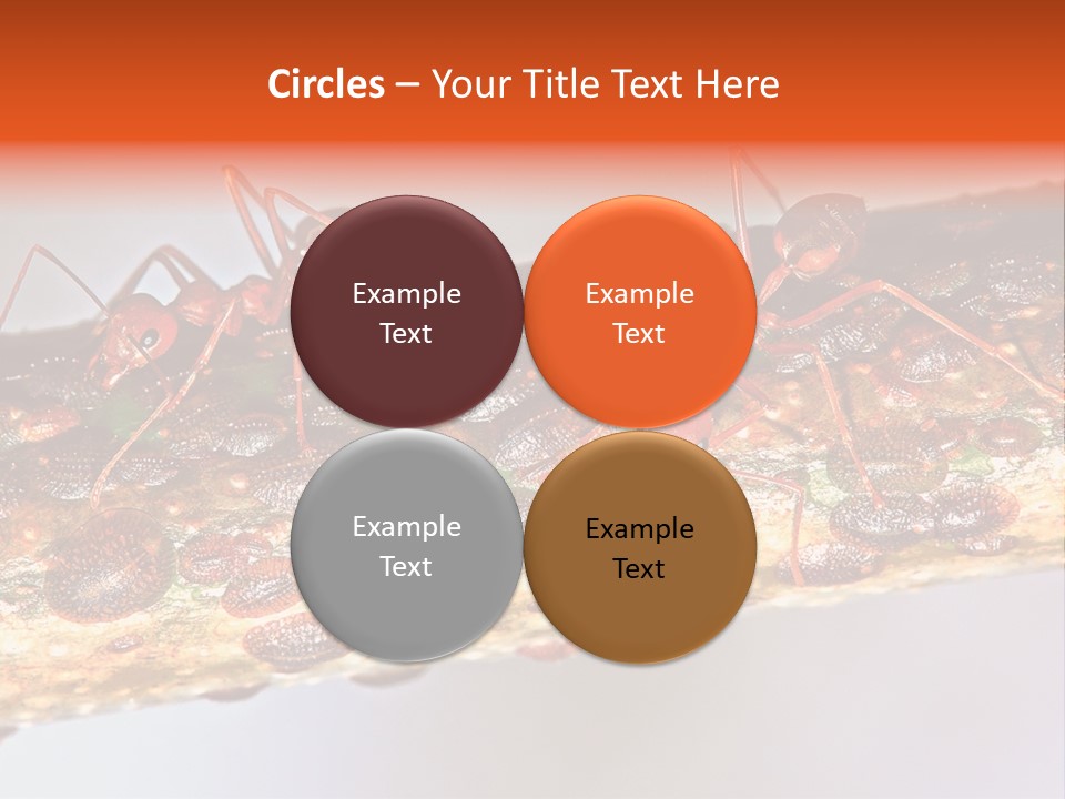A Group Of Red Ants On A Piece Of Wood PowerPoint Template