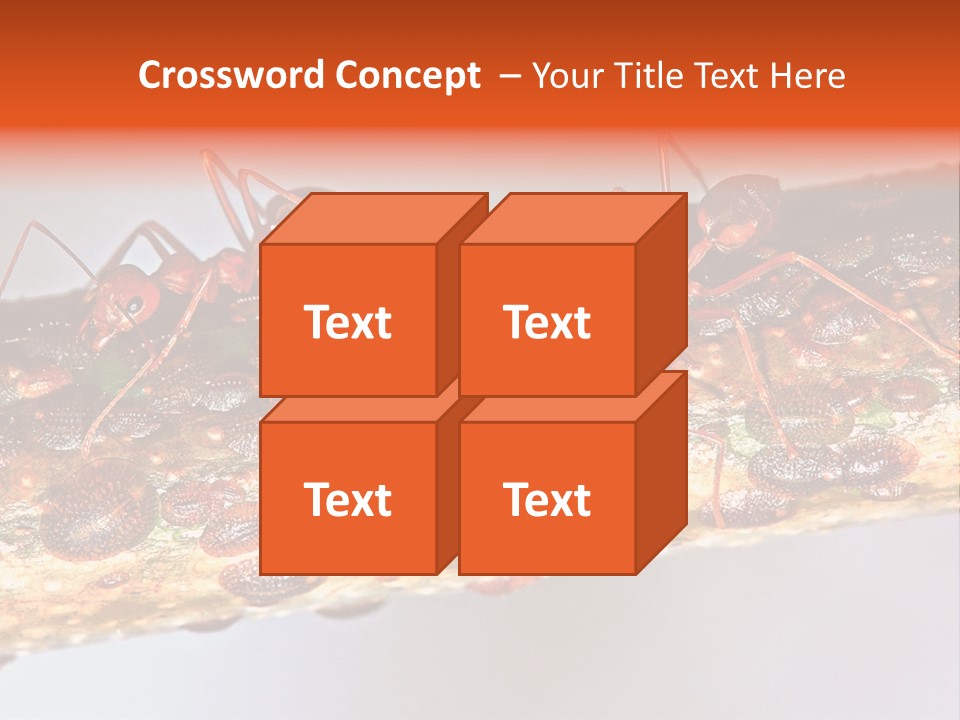 A Group Of Red Ants On A Piece Of Wood PowerPoint Template