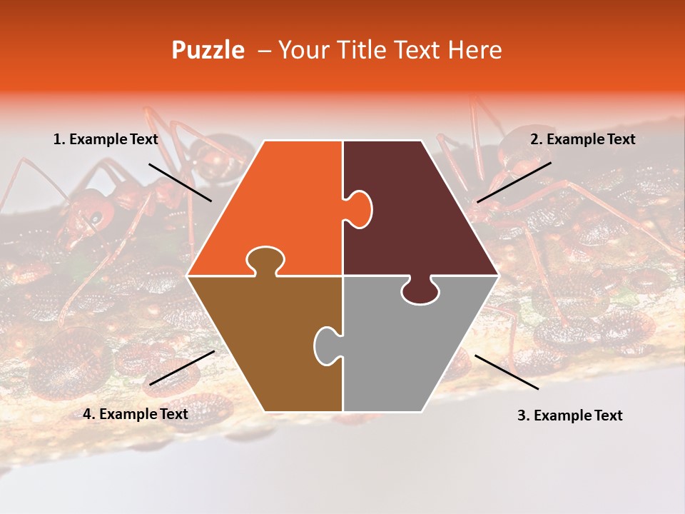 A Group Of Red Ants On A Piece Of Wood PowerPoint Template