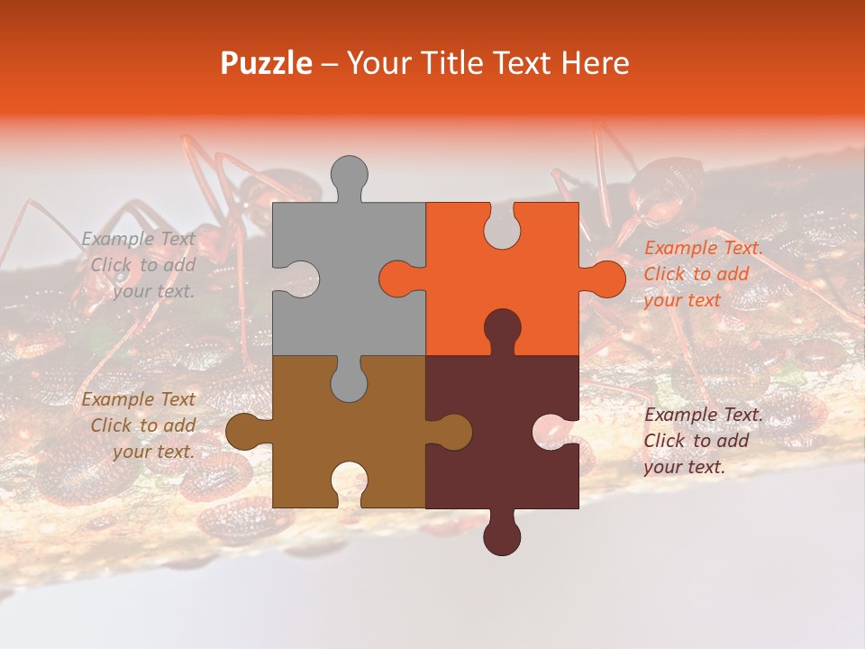 A Group Of Red Ants On A Piece Of Wood PowerPoint Template