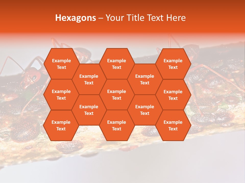 A Group Of Red Ants On A Piece Of Wood PowerPoint Template