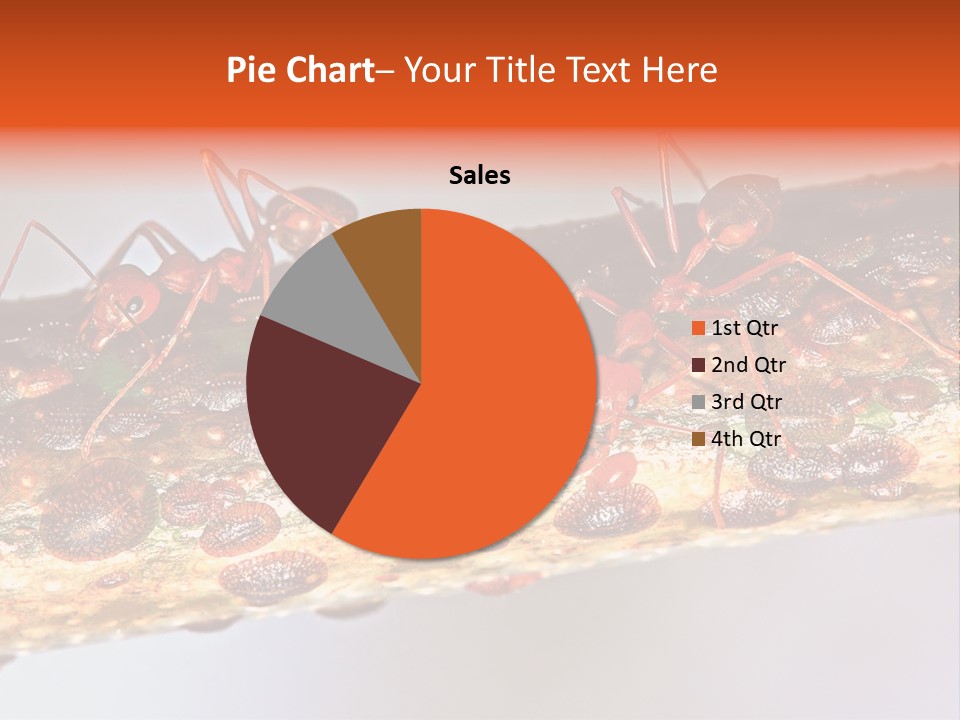 A Group Of Red Ants On A Piece Of Wood PowerPoint Template