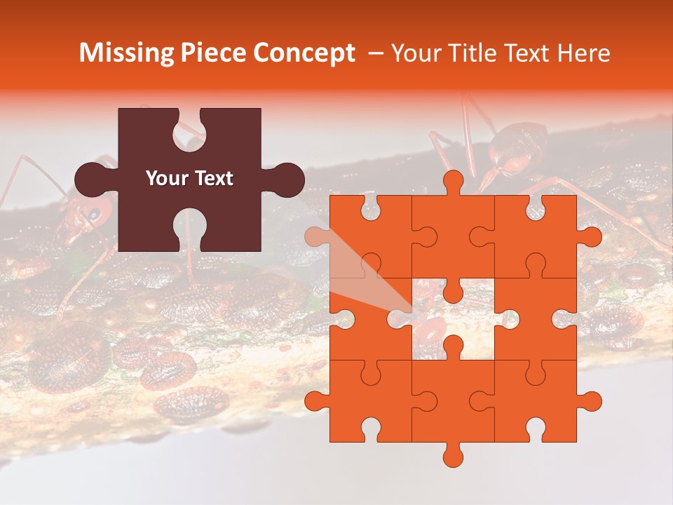 A Group Of Red Ants On A Piece Of Wood PowerPoint Template