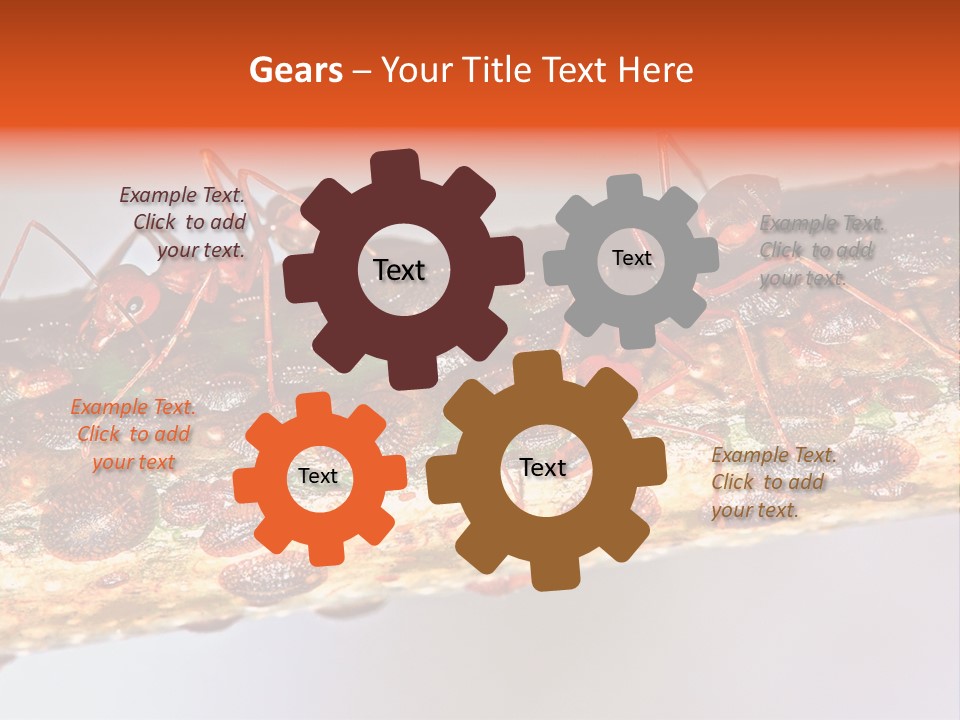 A Group Of Red Ants On A Piece Of Wood PowerPoint Template