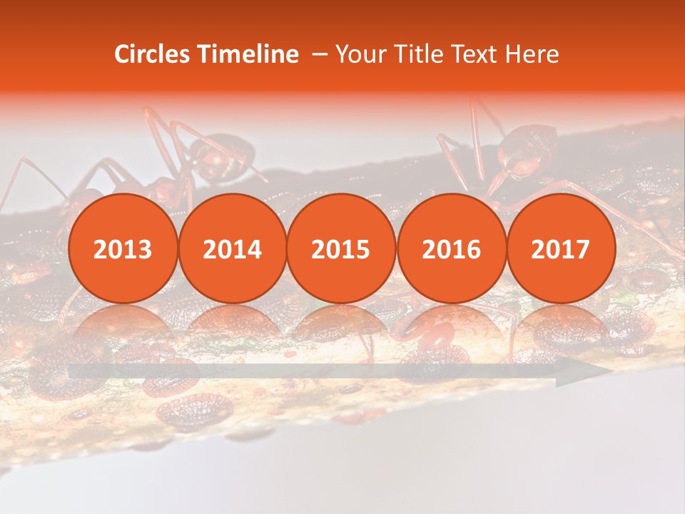 A Group Of Red Ants On A Piece Of Wood PowerPoint Template