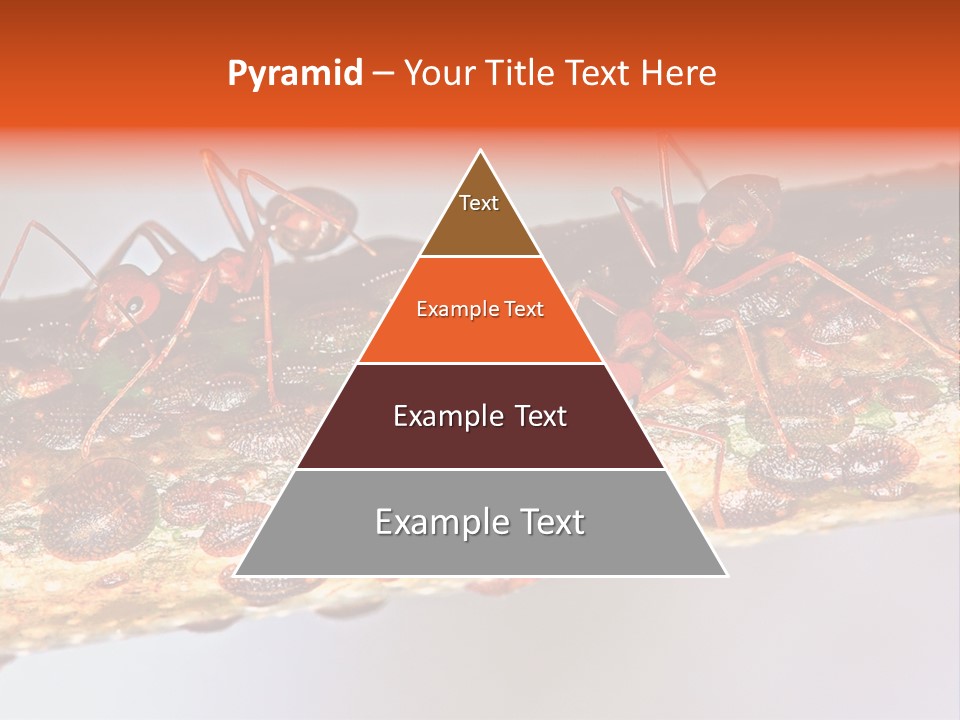 A Group Of Red Ants On A Piece Of Wood PowerPoint Template