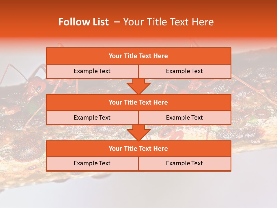 A Group Of Red Ants On A Piece Of Wood PowerPoint Template
