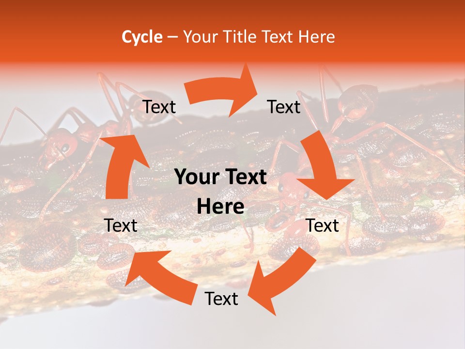 A Group Of Red Ants On A Piece Of Wood PowerPoint Template