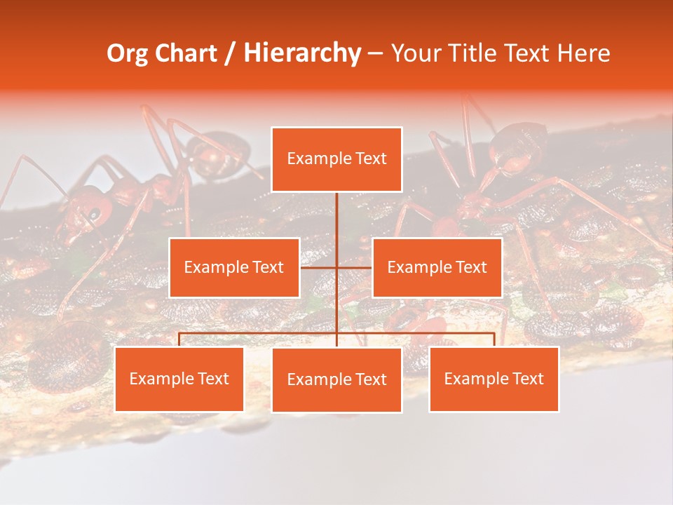 A Group Of Red Ants On A Piece Of Wood PowerPoint Template