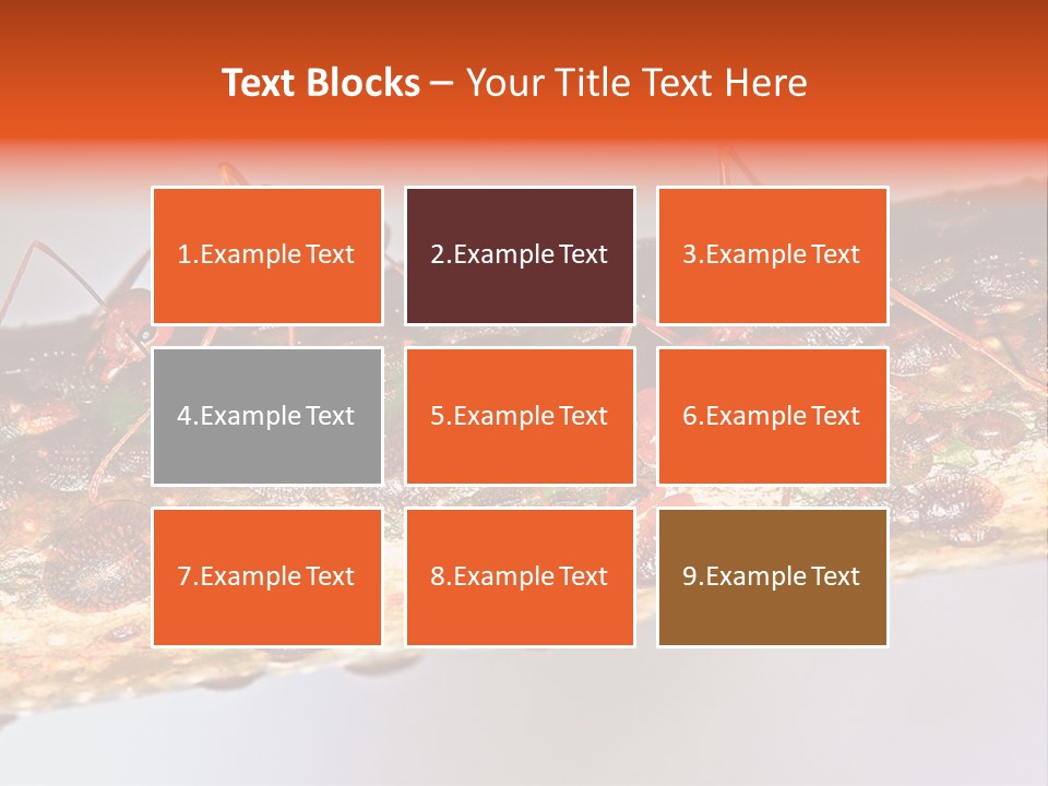 A Group Of Red Ants On A Piece Of Wood PowerPoint Template