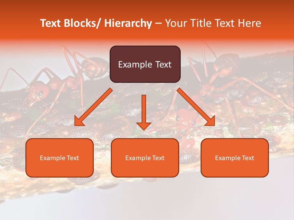 A Group Of Red Ants On A Piece Of Wood PowerPoint Template