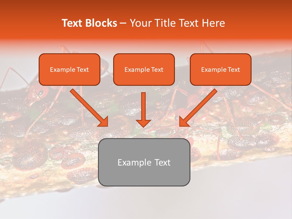A Group Of Red Ants On A Piece Of Wood PowerPoint Template
