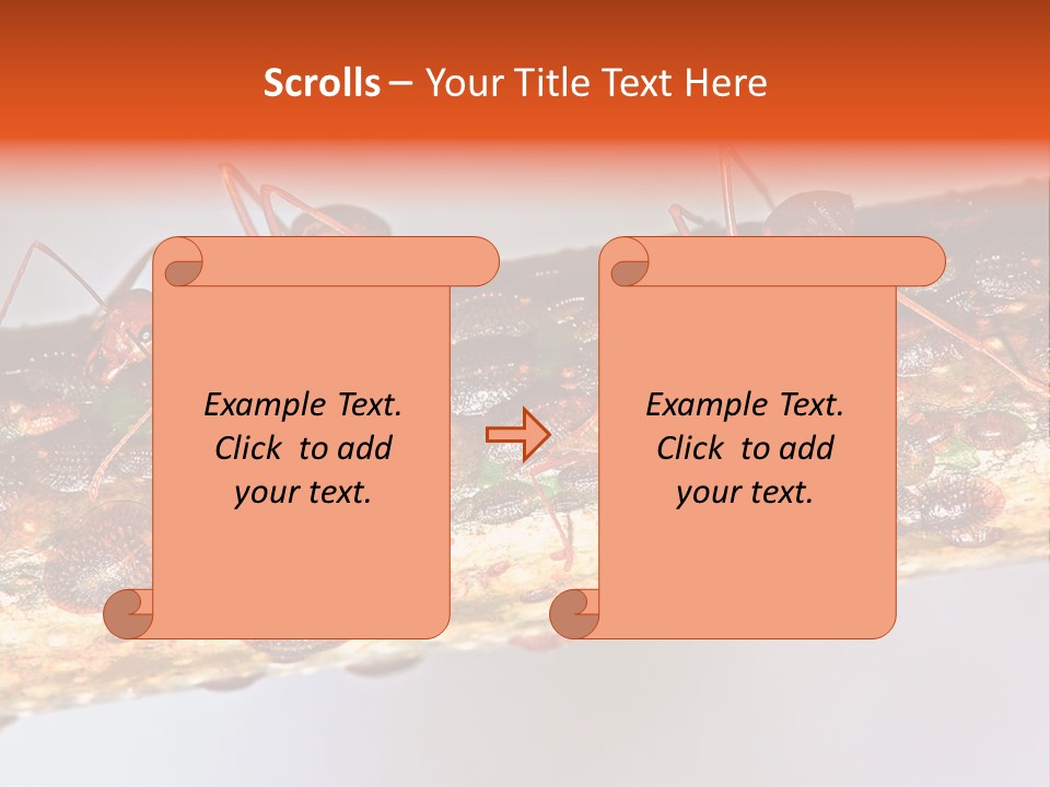 A Group Of Red Ants On A Piece Of Wood PowerPoint Template