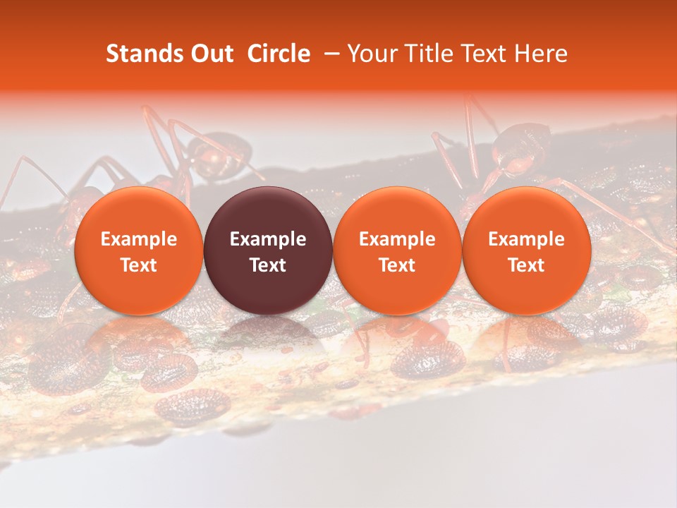 A Group Of Red Ants On A Piece Of Wood PowerPoint Template