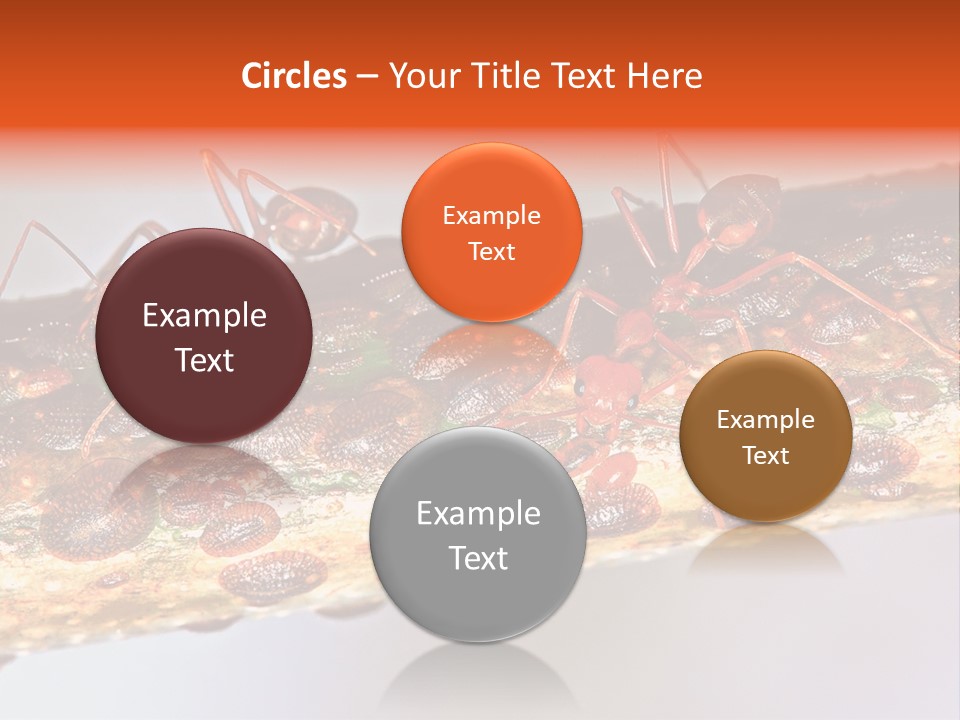A Group Of Red Ants On A Piece Of Wood PowerPoint Template