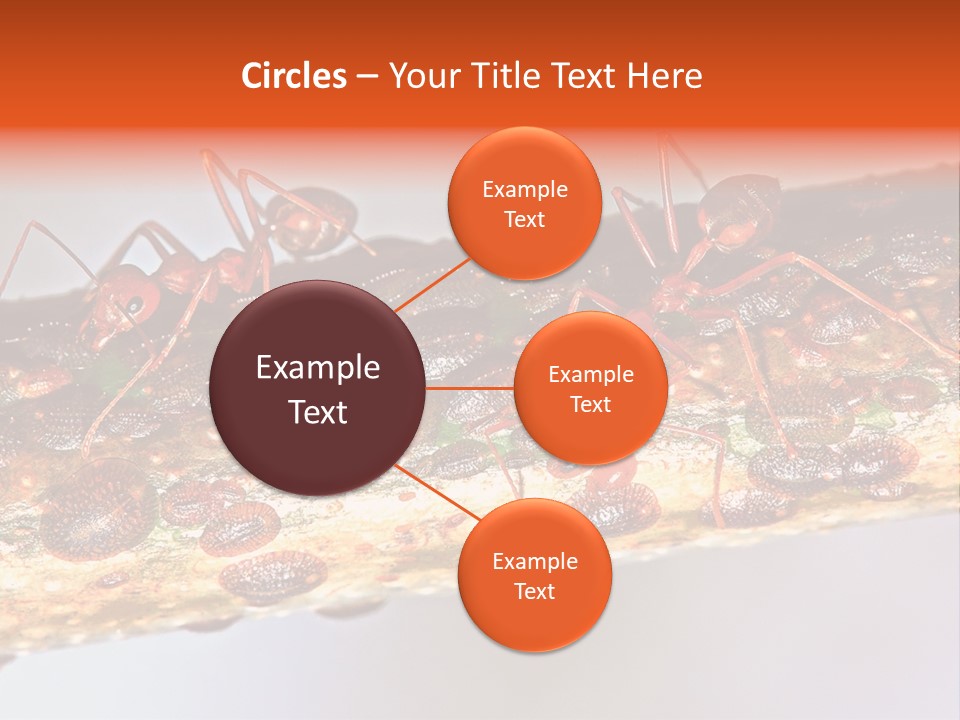 A Group Of Red Ants On A Piece Of Wood PowerPoint Template