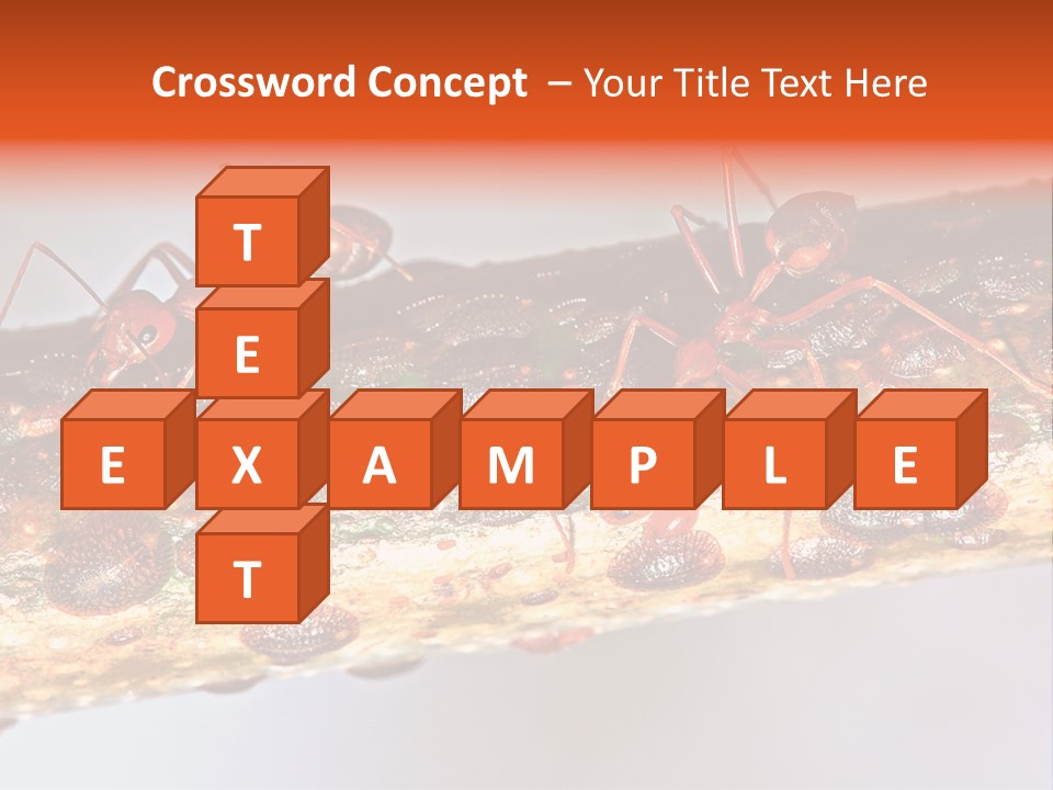 A Group Of Red Ants On A Piece Of Wood PowerPoint Template