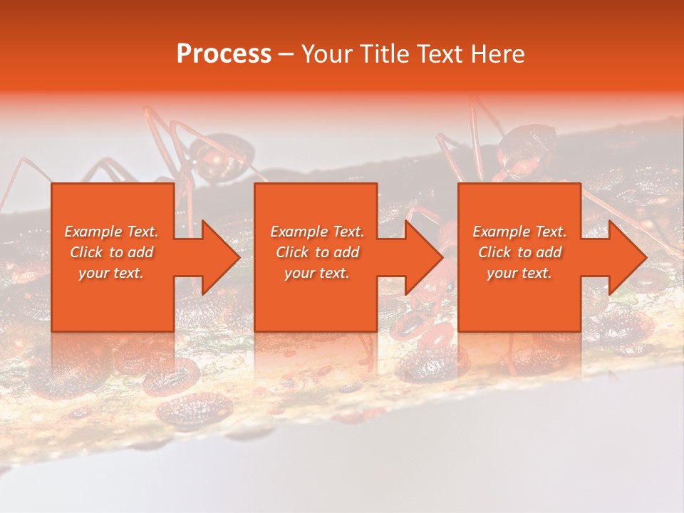 A Group Of Red Ants On A Piece Of Wood PowerPoint Template