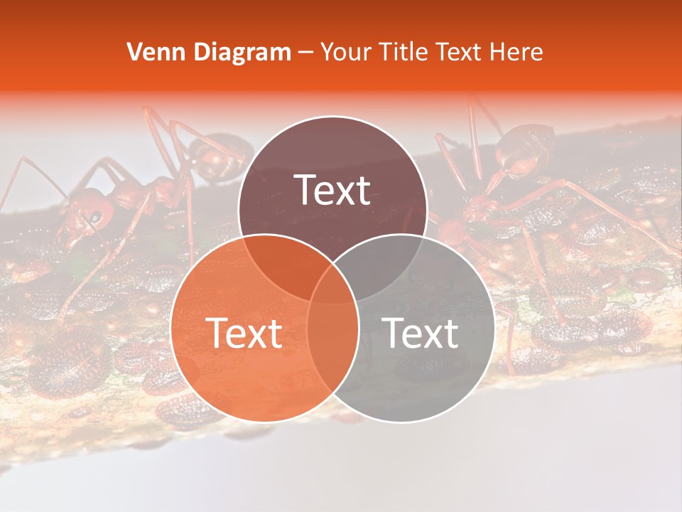 A Group Of Red Ants On A Piece Of Wood PowerPoint Template