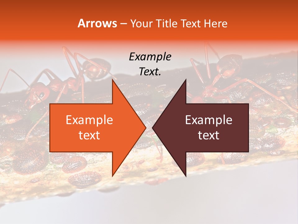 A Group Of Red Ants On A Piece Of Wood PowerPoint Template