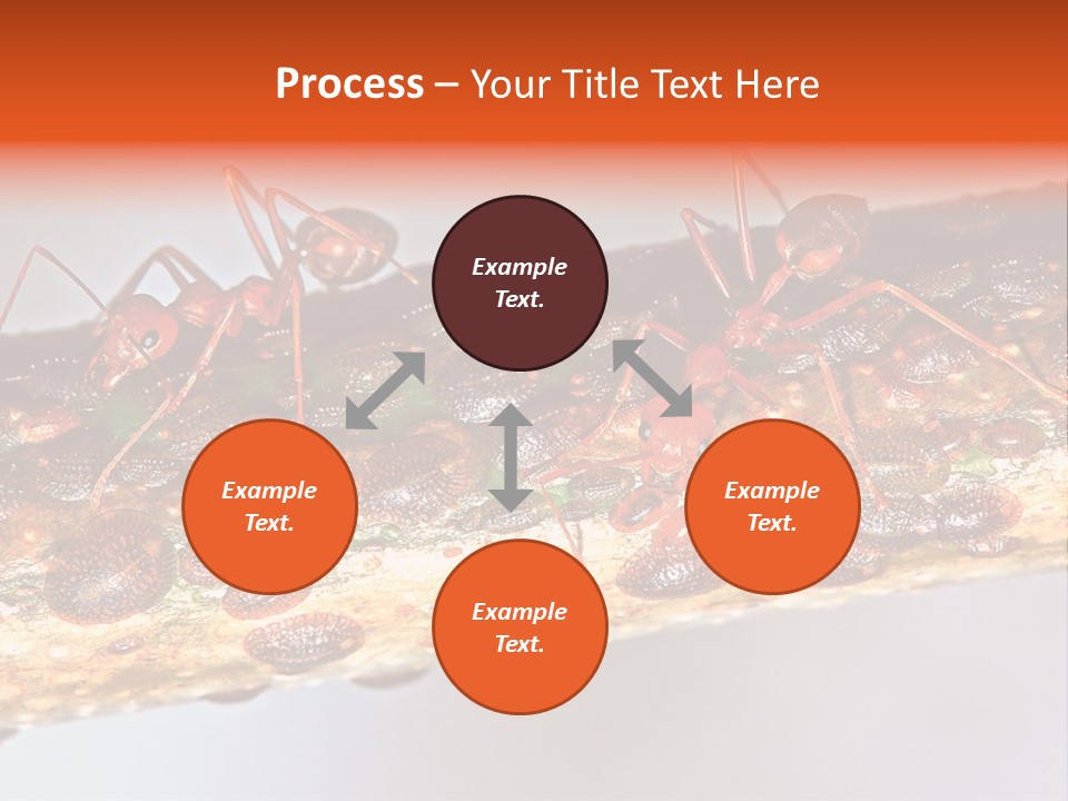 A Group Of Red Ants On A Piece Of Wood PowerPoint Template
