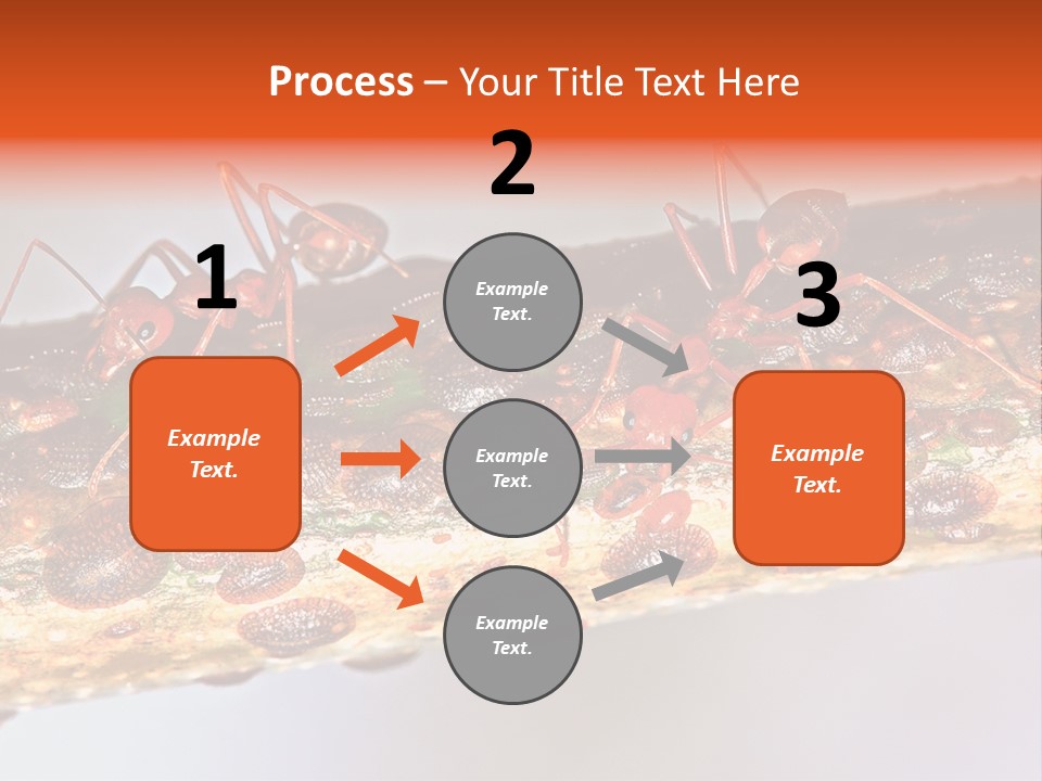 A Group Of Red Ants On A Piece Of Wood PowerPoint Template