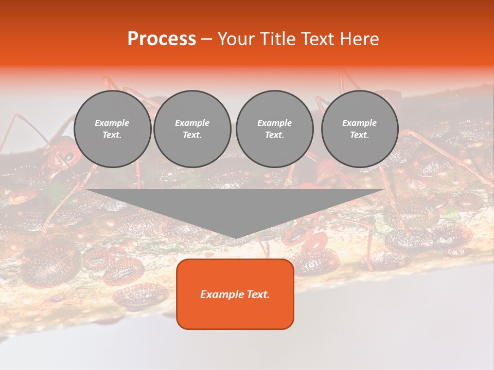 A Group Of Red Ants On A Piece Of Wood PowerPoint Template