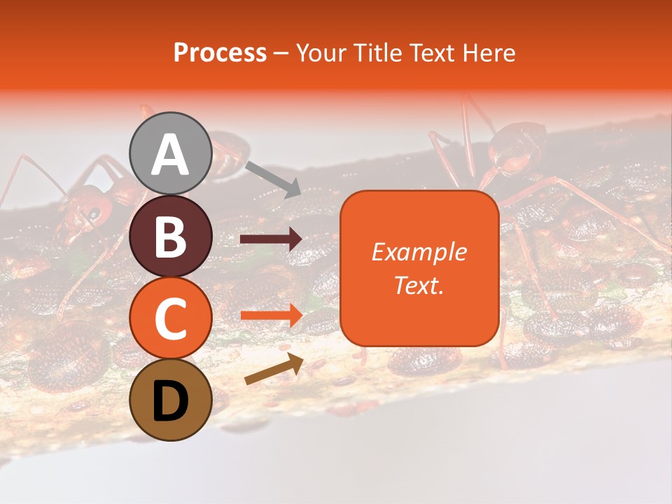A Group Of Red Ants On A Piece Of Wood PowerPoint Template