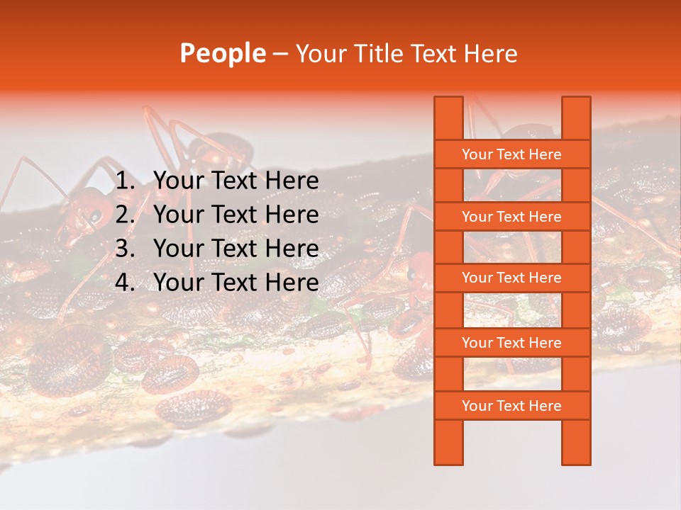 A Group Of Red Ants On A Piece Of Wood PowerPoint Template