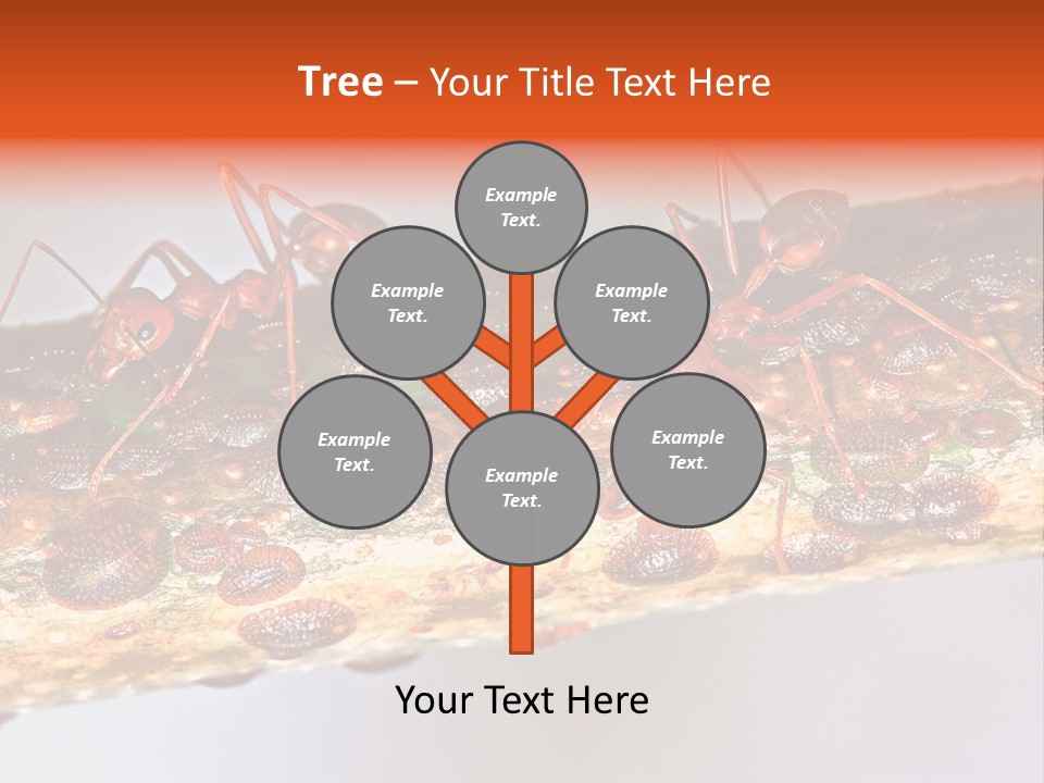 A Group Of Red Ants On A Piece Of Wood PowerPoint Template