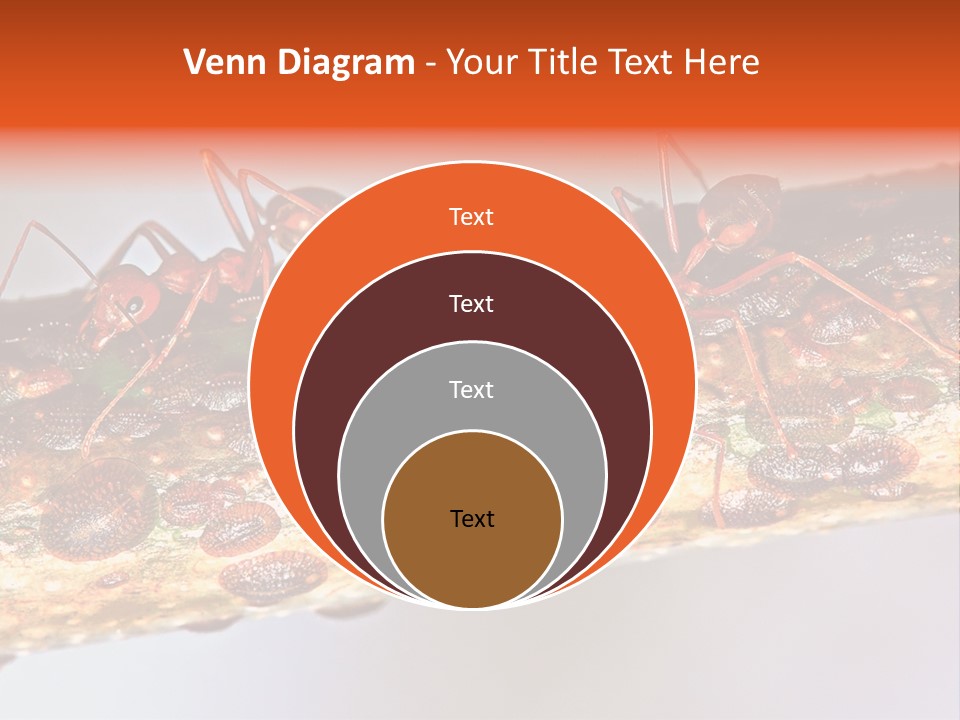 A Group Of Red Ants On A Piece Of Wood PowerPoint Template