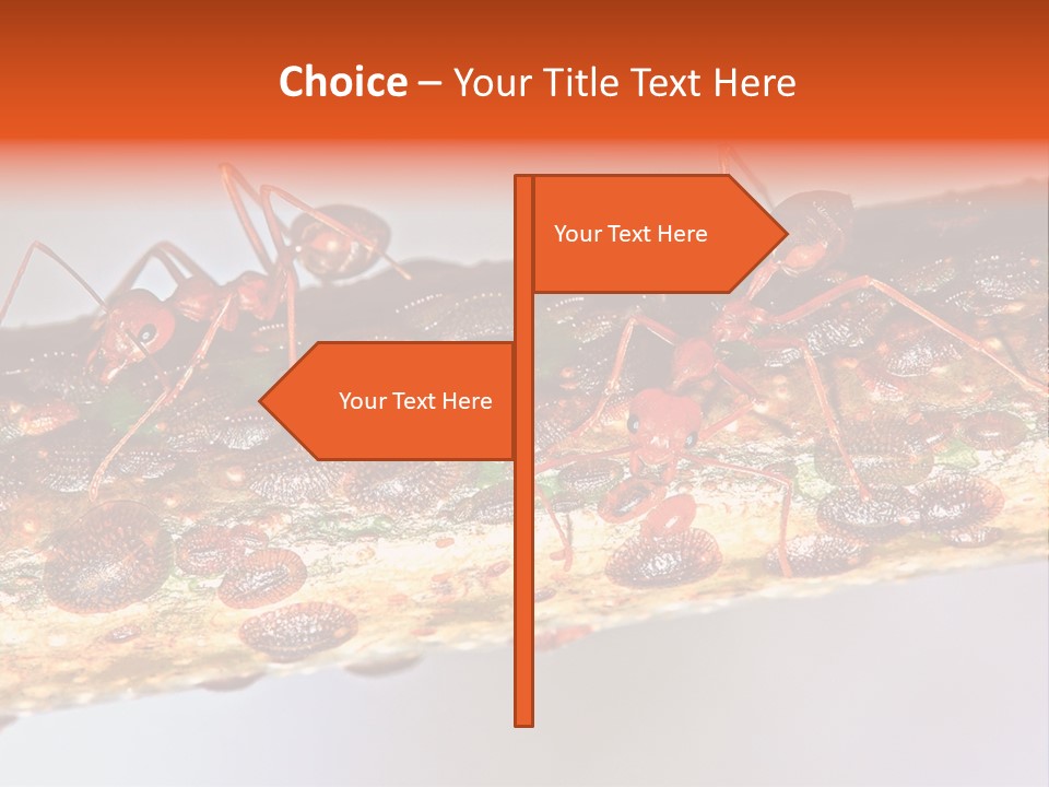 A Group Of Red Ants On A Piece Of Wood PowerPoint Template