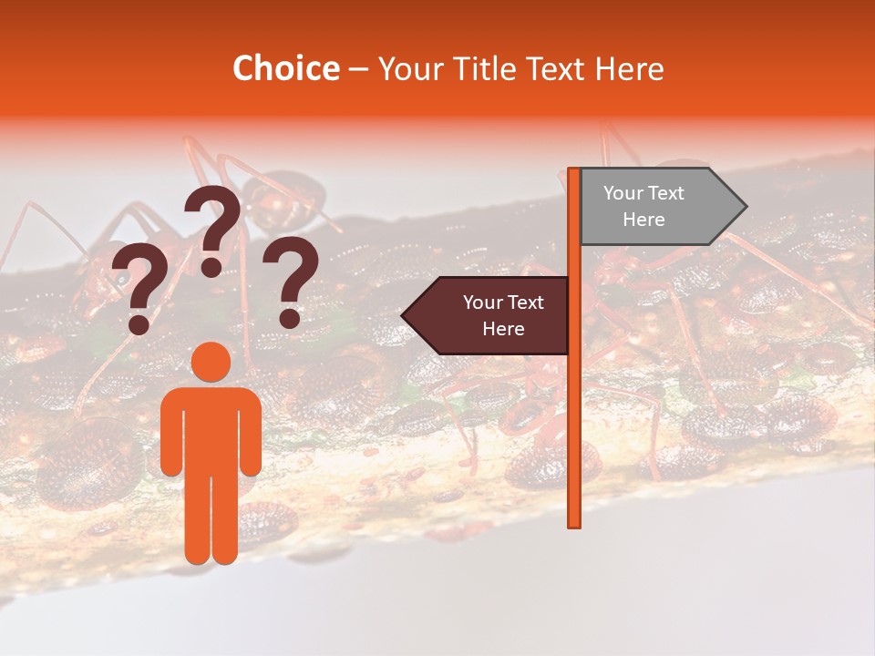 A Group Of Red Ants On A Piece Of Wood PowerPoint Template