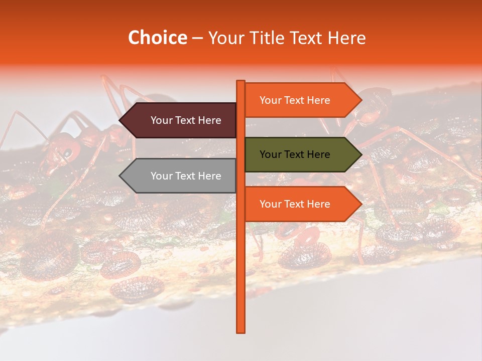 A Group Of Red Ants On A Piece Of Wood PowerPoint Template