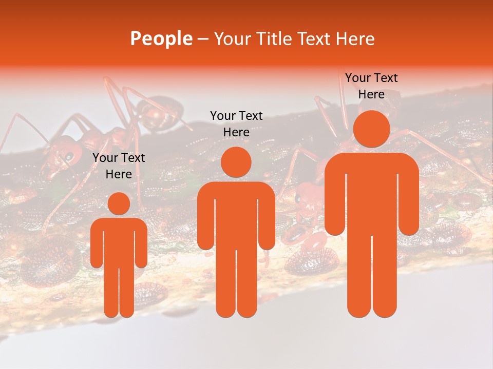 A Group Of Red Ants On A Piece Of Wood PowerPoint Template